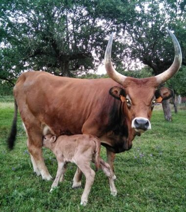 vaca cachena