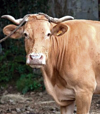 ternera-gallega